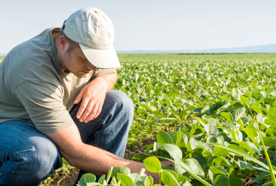 Farmer looking at crops.